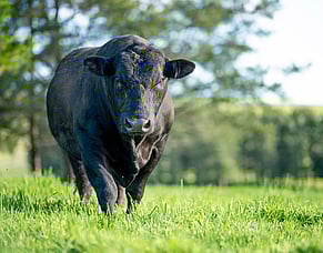 Bull sales: Key considerations before you buy