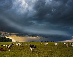 Salmonella in dairy cattle on the rise