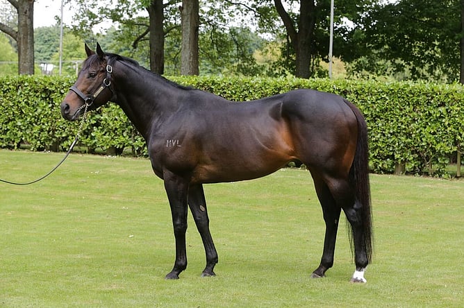 Rich Hill's champion stallion Proisir. -  Photo Supplied.