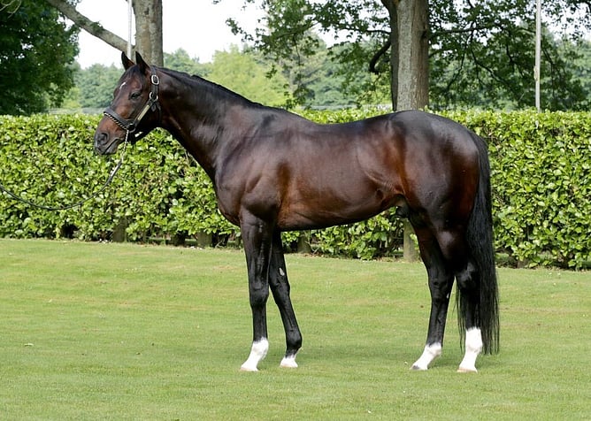 Satono Aladdin.  - Photo: Supplied.