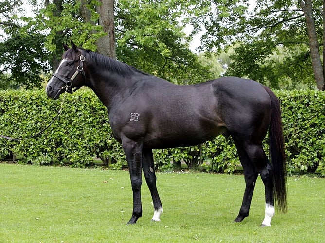 Ace High. -  Photo: Supplied.