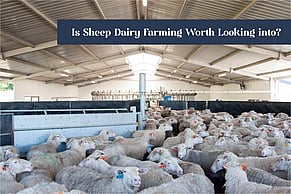 Is Sheep Dairy Farming Worth Looking into?