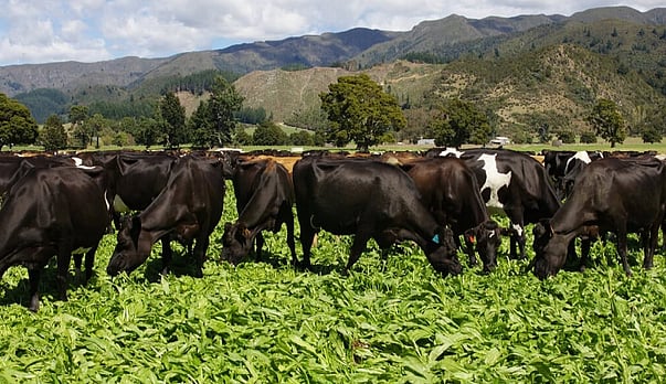 Fertiliser choices for organics