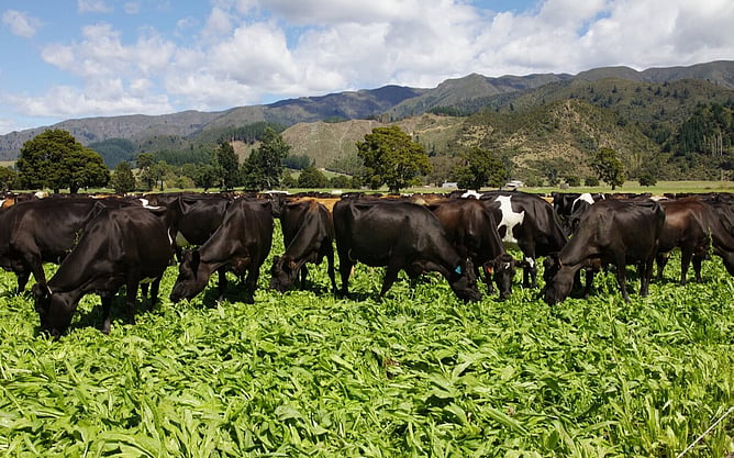 Cows grazing in a paddock.