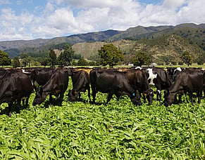 Fertiliser choices for organics