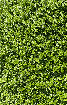 Pivot Hedge