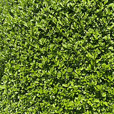 Pivot Hedge