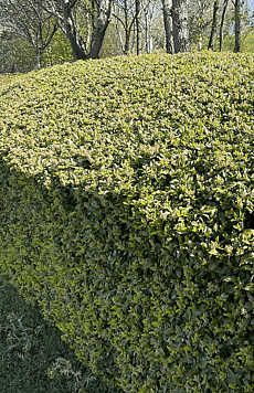Pyracantha Hedge