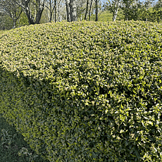 Pyracantha Hedge