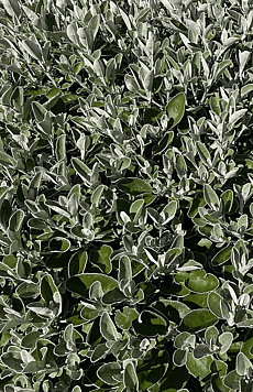 Senecio greyi