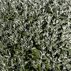 Senecio greyi