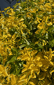 Euonymus 'Emerald 'n' Gold'