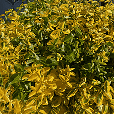 Euonymus 'Emerald 'n' Gold'