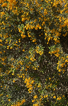 Berberis darwinii