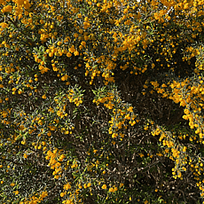 Berberis darwinii