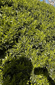 Prunus Lusitanica