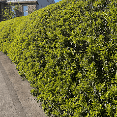 Prunus Lusitanica 