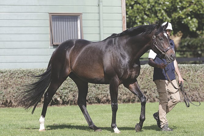 Highview Stud stallion Wrote will stand for $12,000+GST    - Photo: Trish Dunell