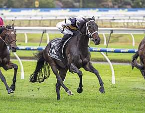 Stokes lands SA Derby with recent Kiwi addition