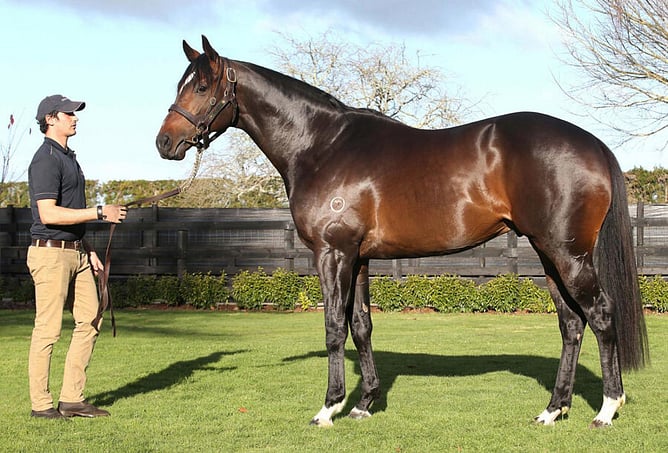 Novara Park Stud stallion Sweynesse. - Photo: Supplied