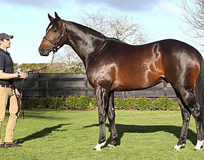 Derby success adds to Sweynesse&rsquo;s golden run