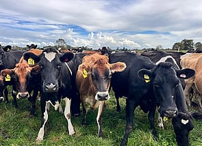 150 x Crossbred to Jersey CRV Herd - BW: 56, PW: 74Sam Cowley, 021 263 2019