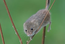 Gina Whyte - Administration, Reception, Trainingadmin@greenmouse.co.nz