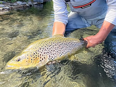 North Island Trout Fly Fishing Guide