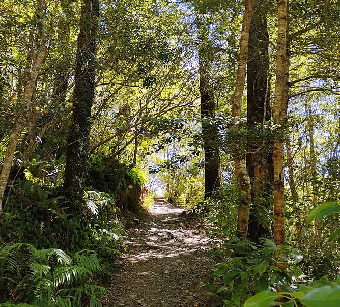 A walking track rising up through a New Zealand forest