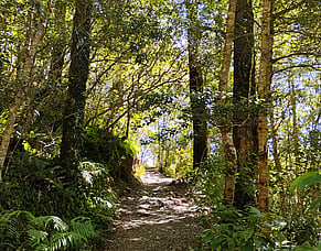 Walking in nature to reduce your work stress and boost your thinking