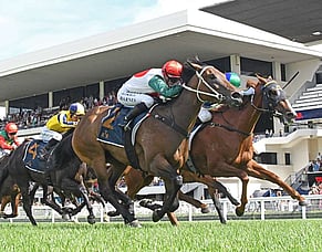Marsh mares add further quality to Gavelhouse Plus auction