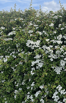 Hawthorn Hedge