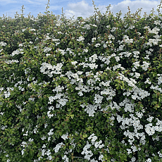 Hawthorn Hedge