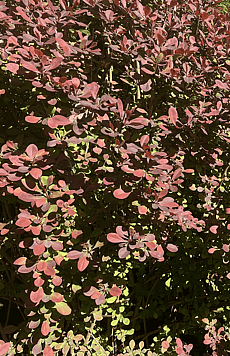 Berberis thungbergii/Viburnum Bodnamtense