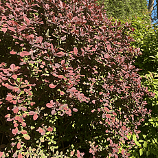 Berberis thungbergii/Viburnum Bodnamtense