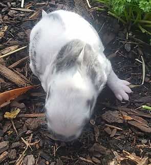 ZIGGY - Ready 25 june