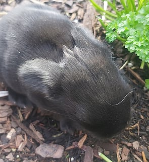 ZORRO - Ready 25 june