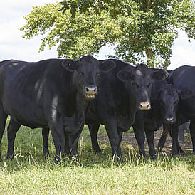 Te Awa Lifecare Village - working farm with cows and sheep