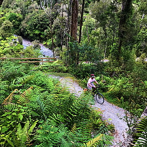 Cyclists riding the West Coast Wilderness Trail near Cowboy Paradise in New Zealand