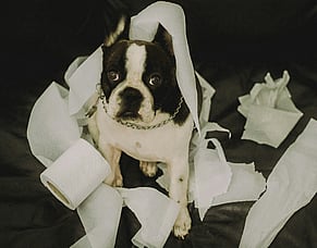 "The dog ate my passport" and other ways to avoid becoming a missionary