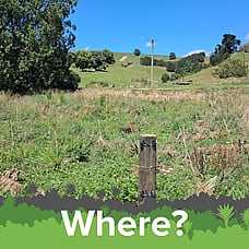 Where are the plants?