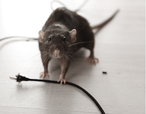 Rodents Chew Cables: Winter Signs to Watch for in Roofs &amp; Sheds