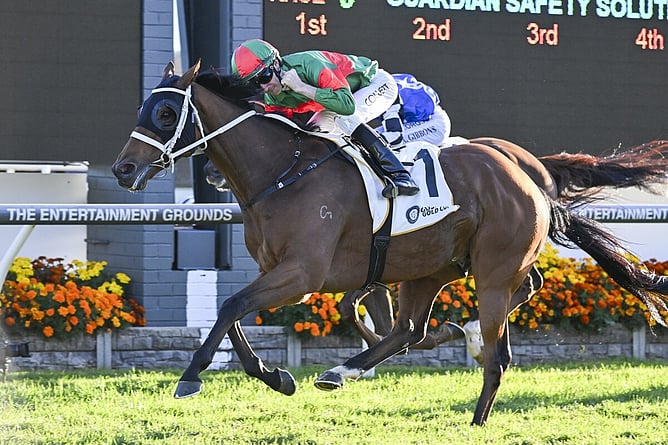 Asterix added the A$300,000 Listed Gosford Gold Cup (2100m) to his impressive resume. - Photo: bradleyphotos.com.au
