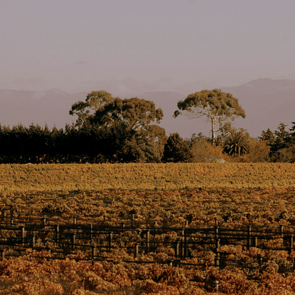 Haythornthwaite Wines