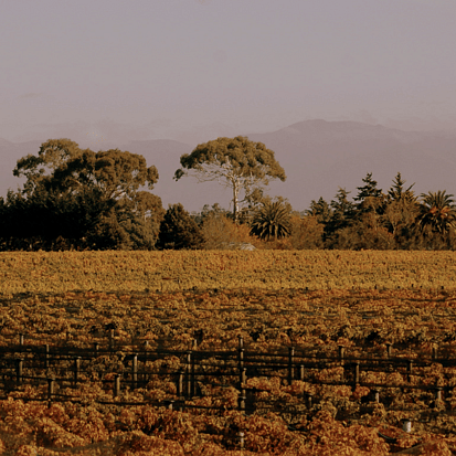 Haythornthwaite Wines