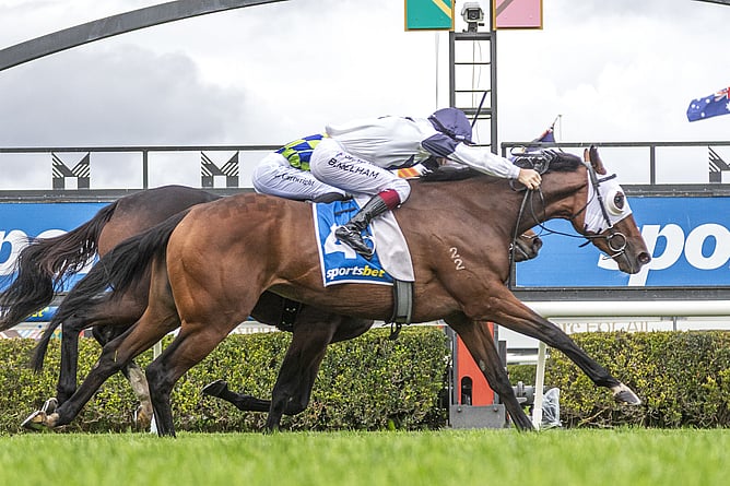 Fringes winning the Gr.3 SA Fillies Classic (2546m). - Photo: Atkins Photography
