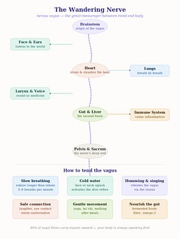 The Vagus Nerve: The Great Messenger Between Mind and Body