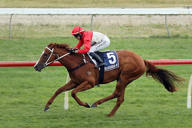The Gavelhouse Plus May Premium Broodmare Sale is live, featuring five lots, including Glamour Tycoon.  - Photo: Trish Dunell