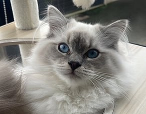 How a pre-surgery blood test saved Rocky