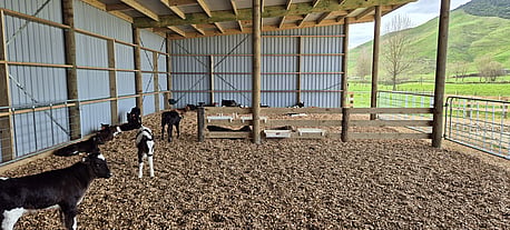 Large lifestyle shed